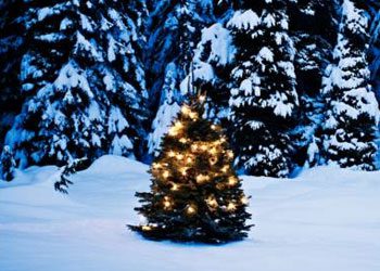 Histoire : Le sapin